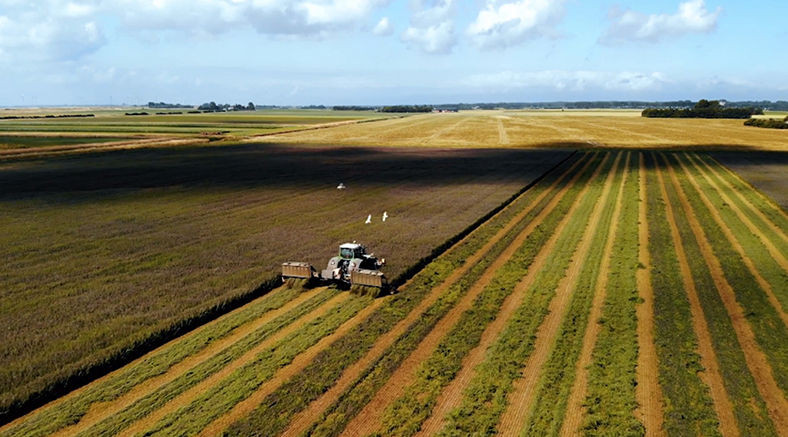 Se mantiene estable el área de la alfalfa en los Países Bajos