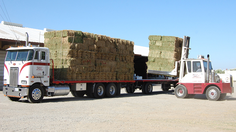 EE.UU.: Baja la producción de alfalfa y pasturas consociadas