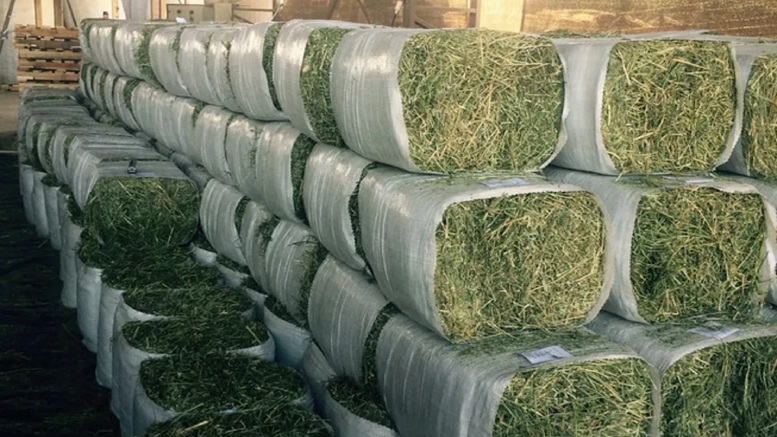La alfalfa sanjuanina navega para alimentar caballos en Kuwait