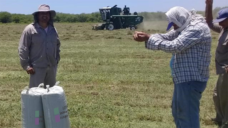 El Cluster Semillero de Alfalfa de Santiago del Estero concretó su primera venta de semilla certificada
