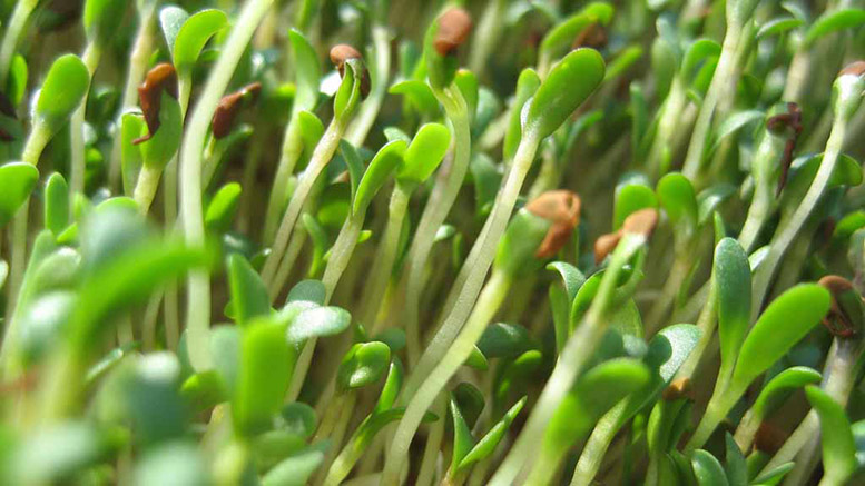 La alfalfa y sus propiedades medicinales
