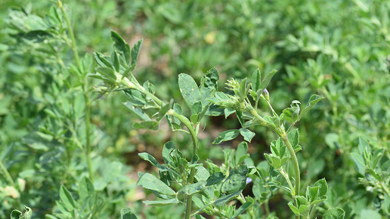 En Chile esperan por una nueva variedad de alfalfa resistente a la sequía