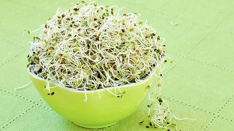 Alfalfa para consumo humano