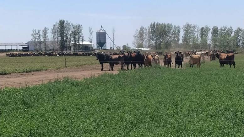 Harvxtra: Un salto en la productividad por hectárea