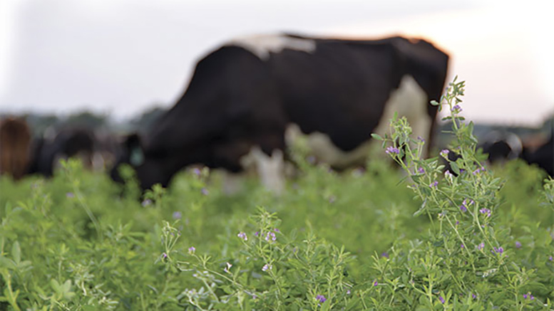Maximizar la producción de alfalfa para sobrellevar la suba de costos en los tambos