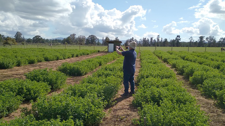 Chile: Resultados de evaluación de alfalfas tolerantes a estrés hídrico