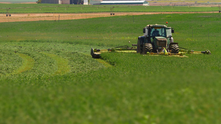 Se afirman posibilidades para la alfalfa y el heno de calidad