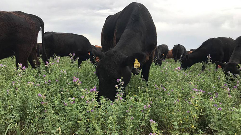 Pasturas peligrosas: cómo evitar pérdidas por meteorismo