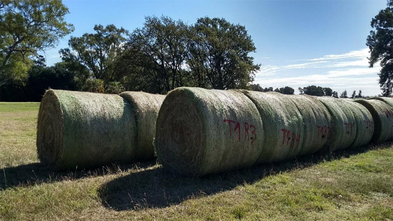 Evalúan un aditivo biológico en la confección de heno de alfalfa
