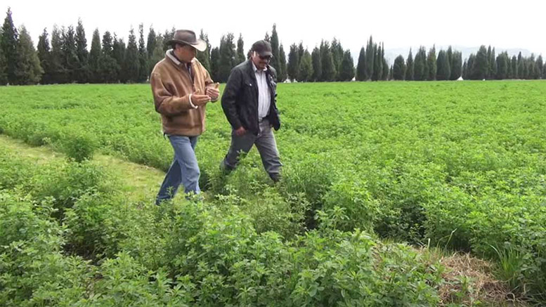 El cultivo de alfalfa en el centro de Ecuador
