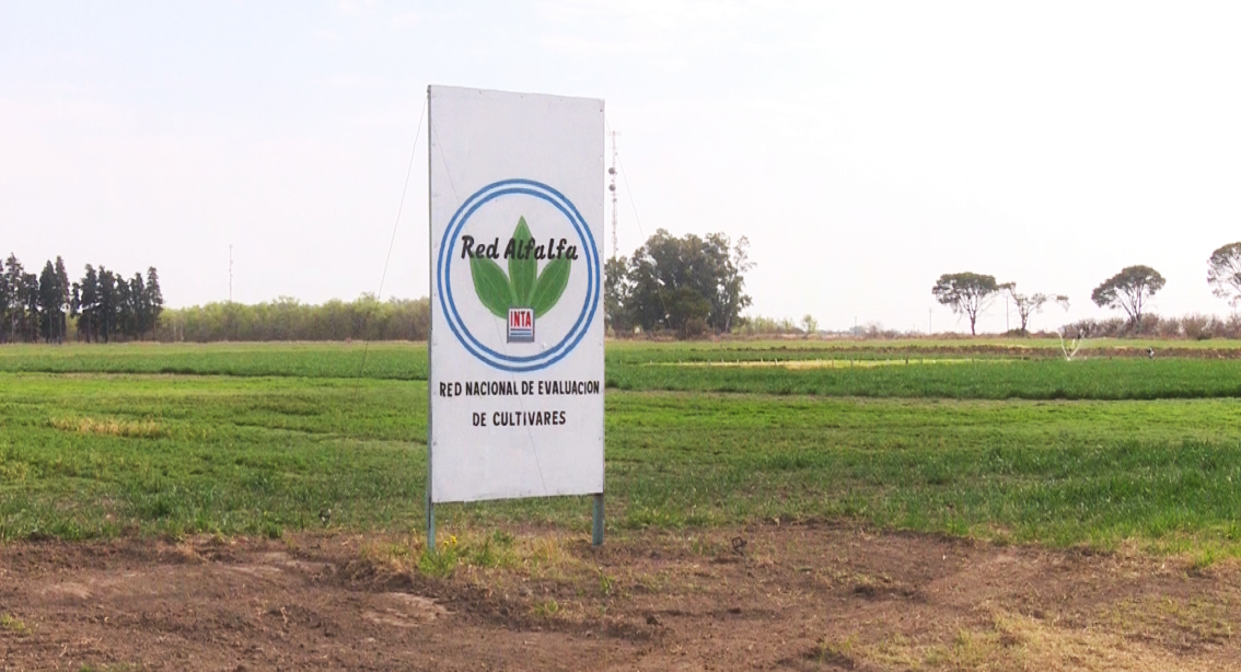 El INTA publicó los resultados de la red de evaluación de alfalfas 2021