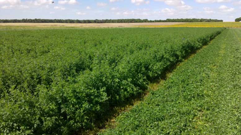 Mejoras en producción de biomasa y rebrotes de alfalfa con fertilizante foliar