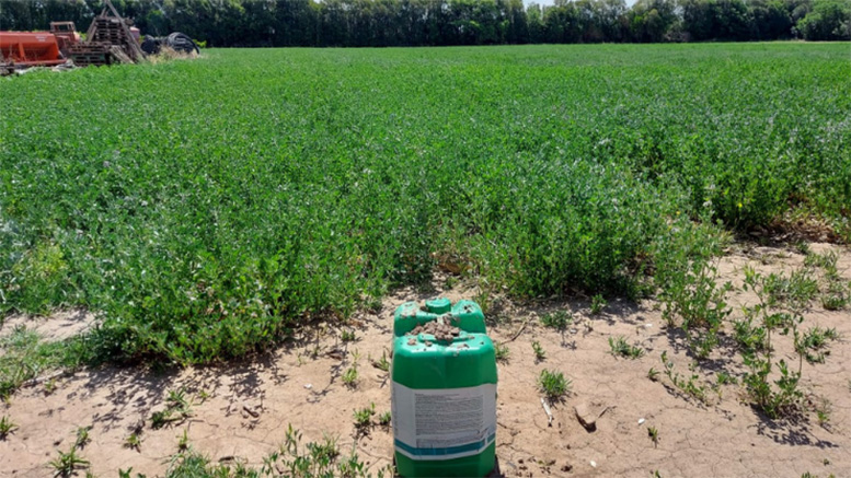 Un biofertilizante a base de humus de lombriz fue todo un éxito en alfalfa