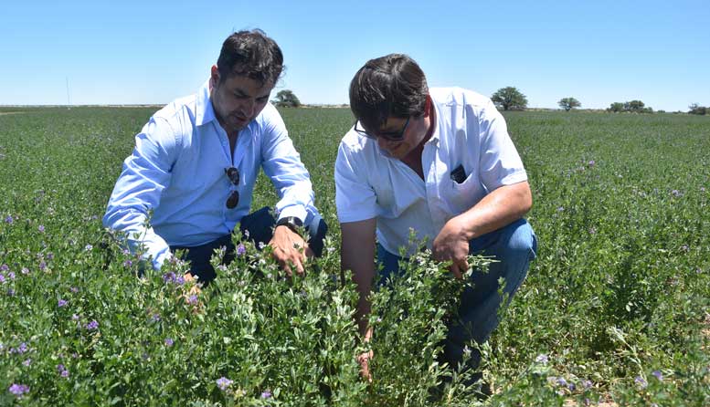 Alfalfa, un pilar oculto de la bioagroindustria argentina