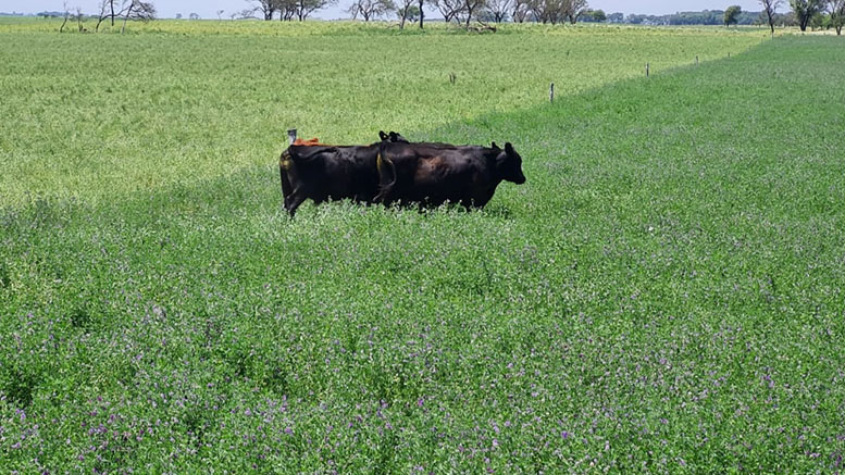 La alfalfa como protagonista para competir en zona agrícola