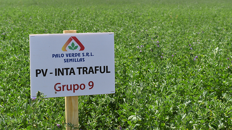 A pesar de la sequía, hay buenas perspectivas para la campaña de alfalfa