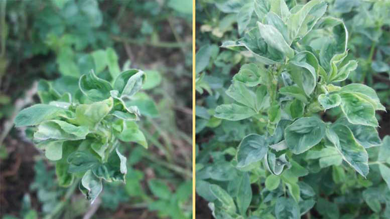 Pulgones de la alfalfa: una plaga que se puede combatir con menos impacto ambiental