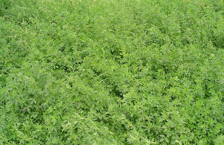 Indican aplicar menos fósforo que lo habitual en alfalfa