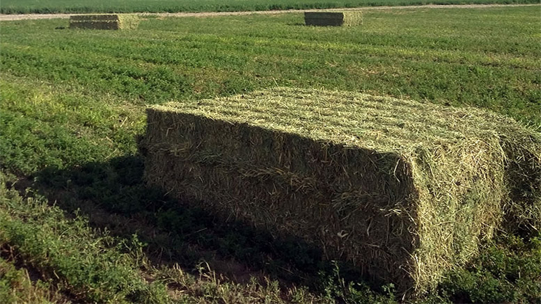 La Rioja quiere hacer los deberes para sumarse al boom exportador de alfalfa