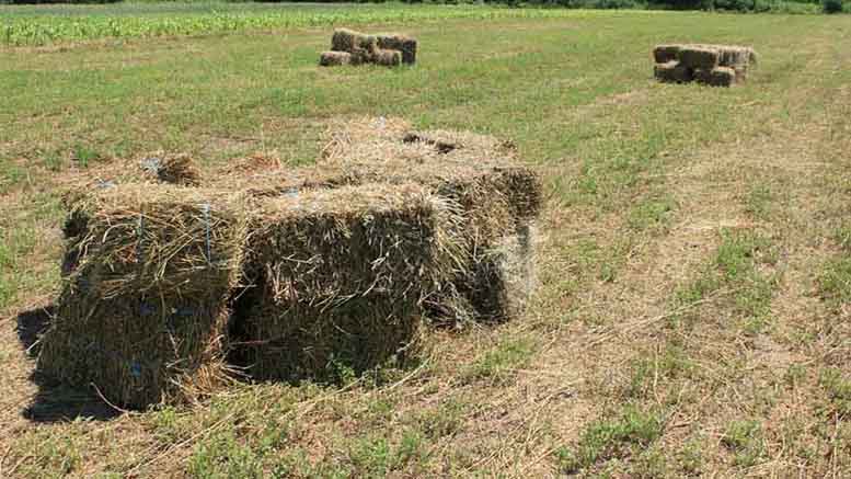 Jujuy proyecta convertirse en exportador de alfalfa