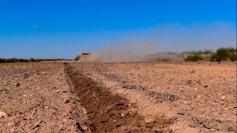 Finalizó la siembra de 500 hectáreas de alfalfa sobre la Cuenca baja El Morro
