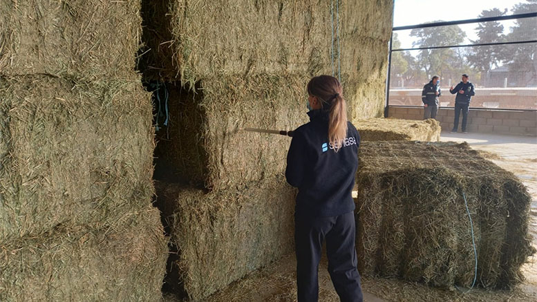 De Córdoba al mundo: vuelven a exportan megafardos de alfalfa a los Emiratos Árabes