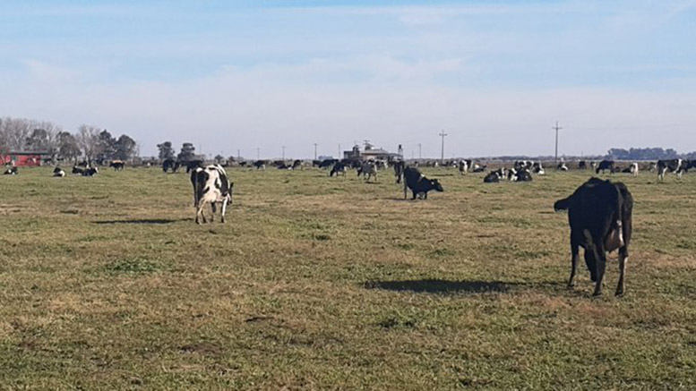 La menor oferta de pasturas comienza a perjudicar las producciones de leche y carne