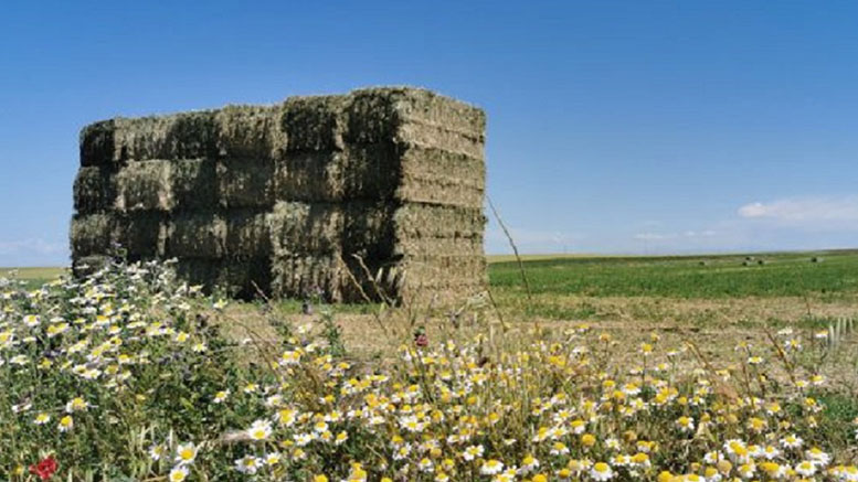 Ligero descenso de la producción española de alfalfa deshidratada