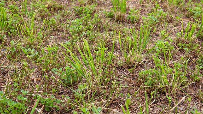 Mezclando alfalfa y otras pasturas