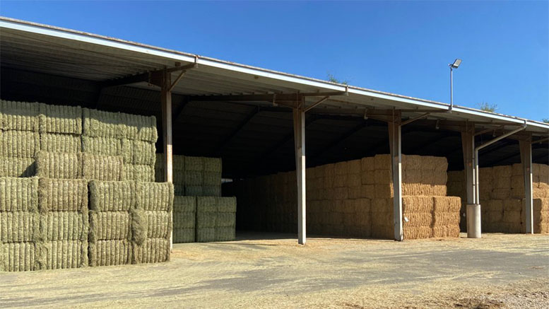 España: prevén merma del 25% en forrajes deshidratados