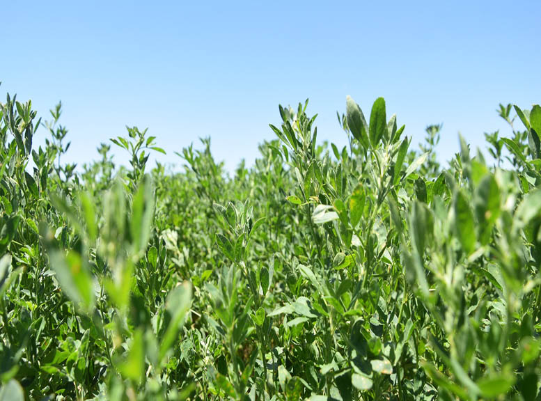 Informe de situación productiva del área de influencia del INTA Rafaela en octubre