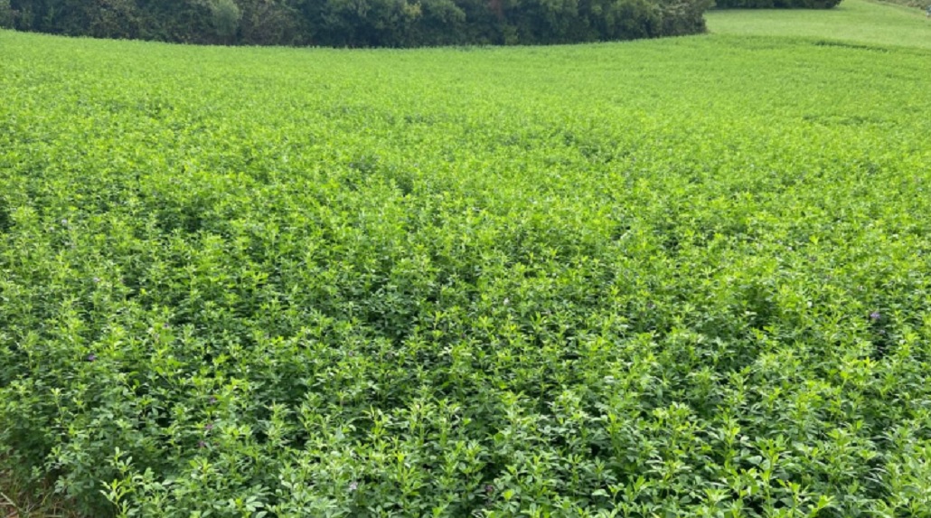 España: Las exportaciones de alfalfa y forrajes deshidratados continúan en buena línea