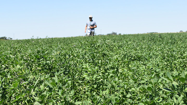 Resultados de la red de cultivares de alfalfa 2022