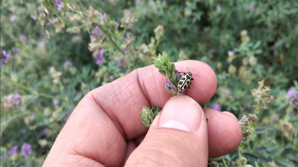 El 7 de oro, la plaga que saltó del maíz a la alfalfa y es letal para la hacienda
