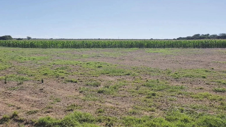 La exportación de alfalfa motiva un salto productivo