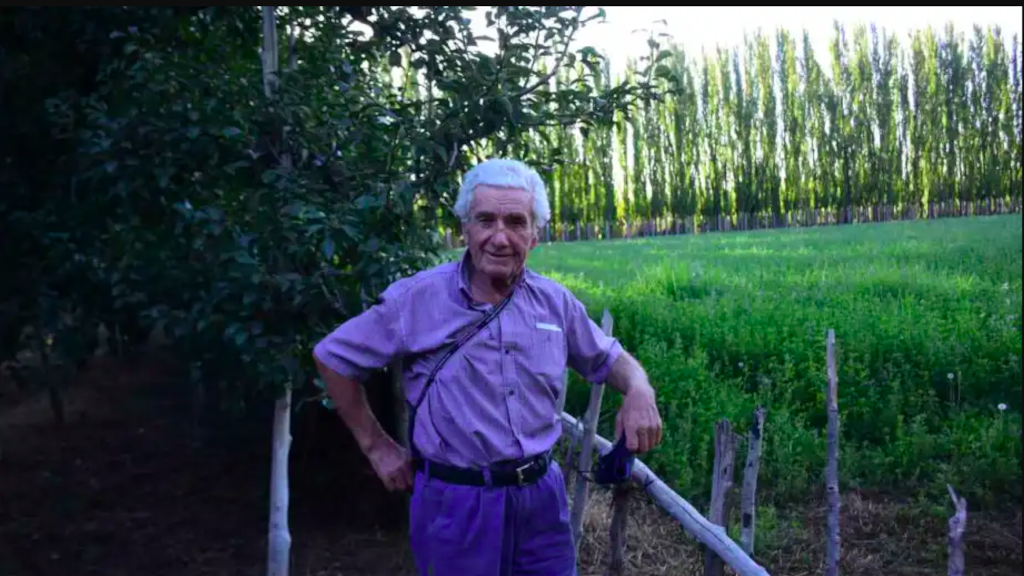 Don Spampani no se rinde y cambia los frutales por alfalfa en Roca