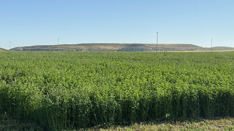 La sequía reducirá a la mitad la producción de forraje deshidratado en España