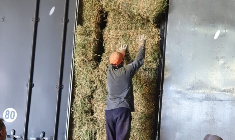 En el futuro, la alfalfa puede duplicar su producción
