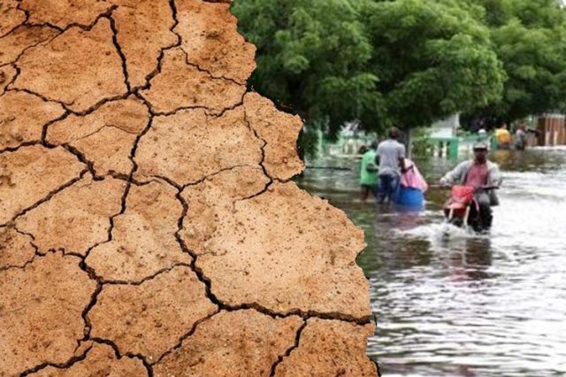 Ante la falta de lluvia, la alfalfa es la menos perjudicada
