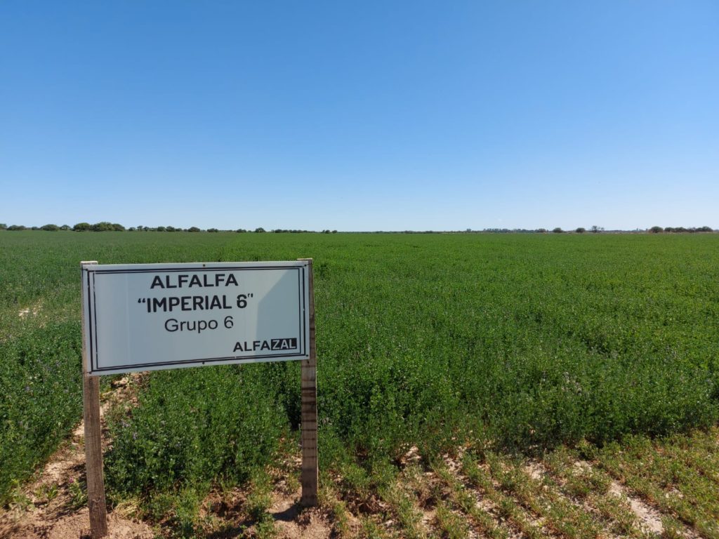 Forrajes: Ante la falta de semillas, sugieren planificar la campaña
