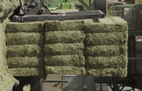 “Estabilidad y políticas”, para ser un jugador clave en la exportación de Alfalfa