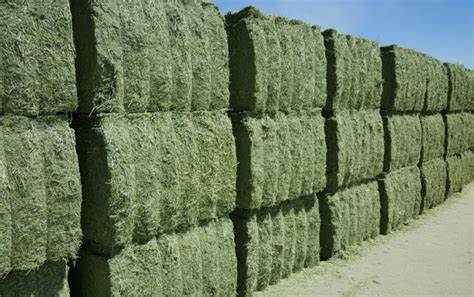 Alfalfa Argentina: El desafío de transformar ventajas comparativas en competitividad auténtica