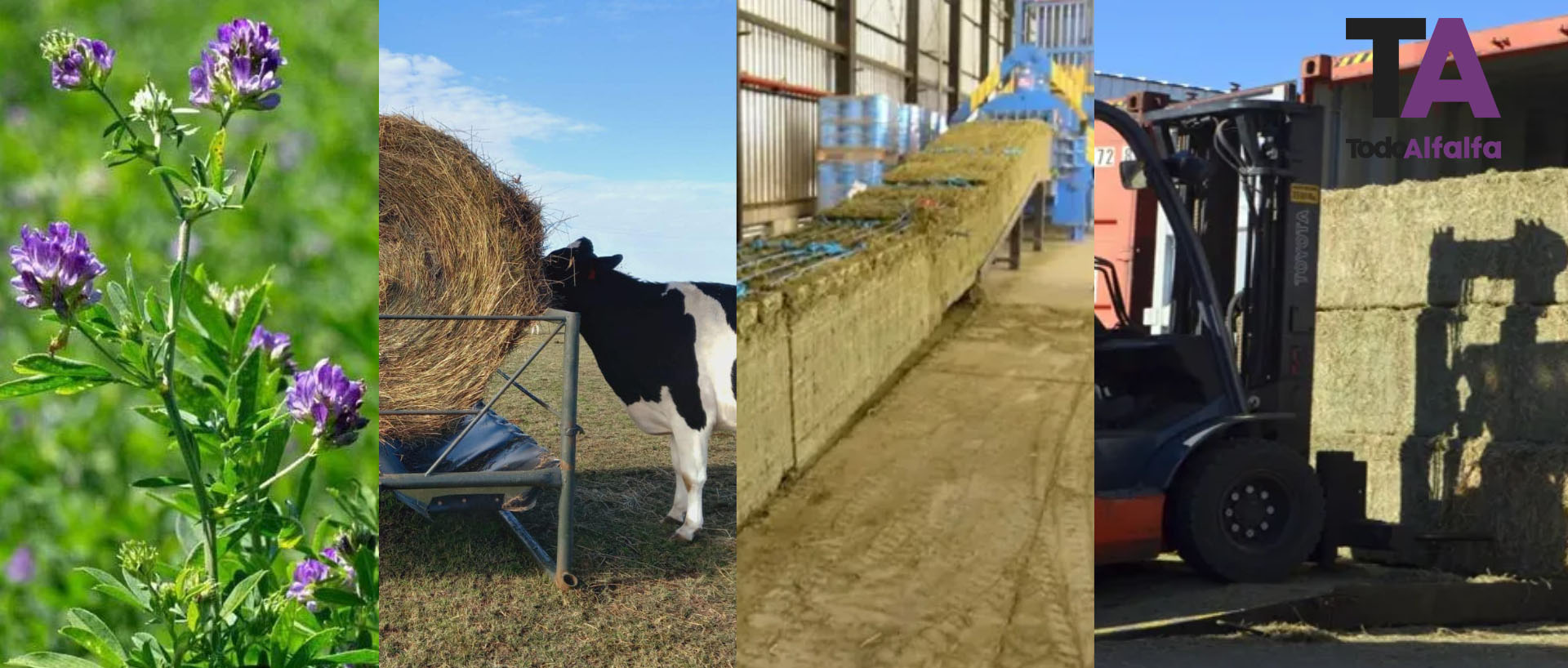 Alfalfa: la “reina” de las forrajeras sale a la cancha en busca de su trono