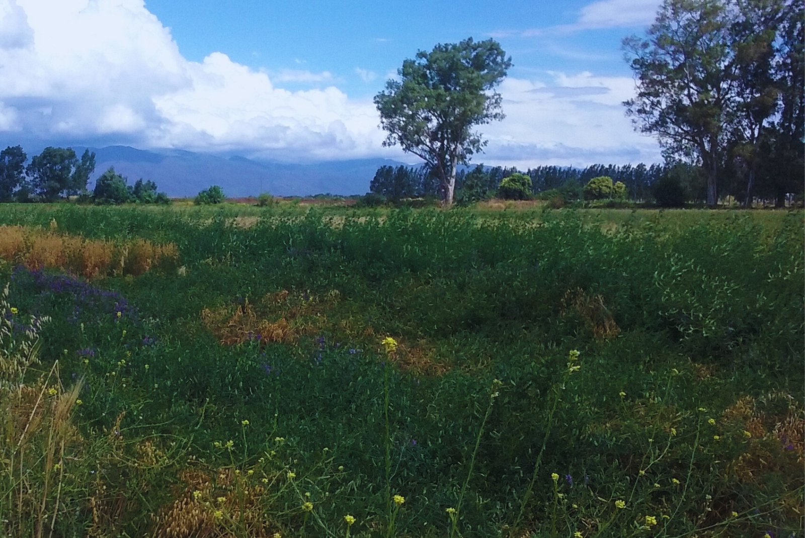 Las pasturas mejoran la diversidad bacteriana del suelo