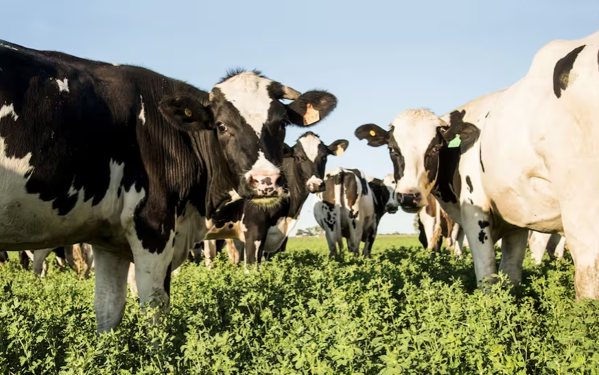 Manejo de alfalfa y estrategia de alimentación de ganado de carne