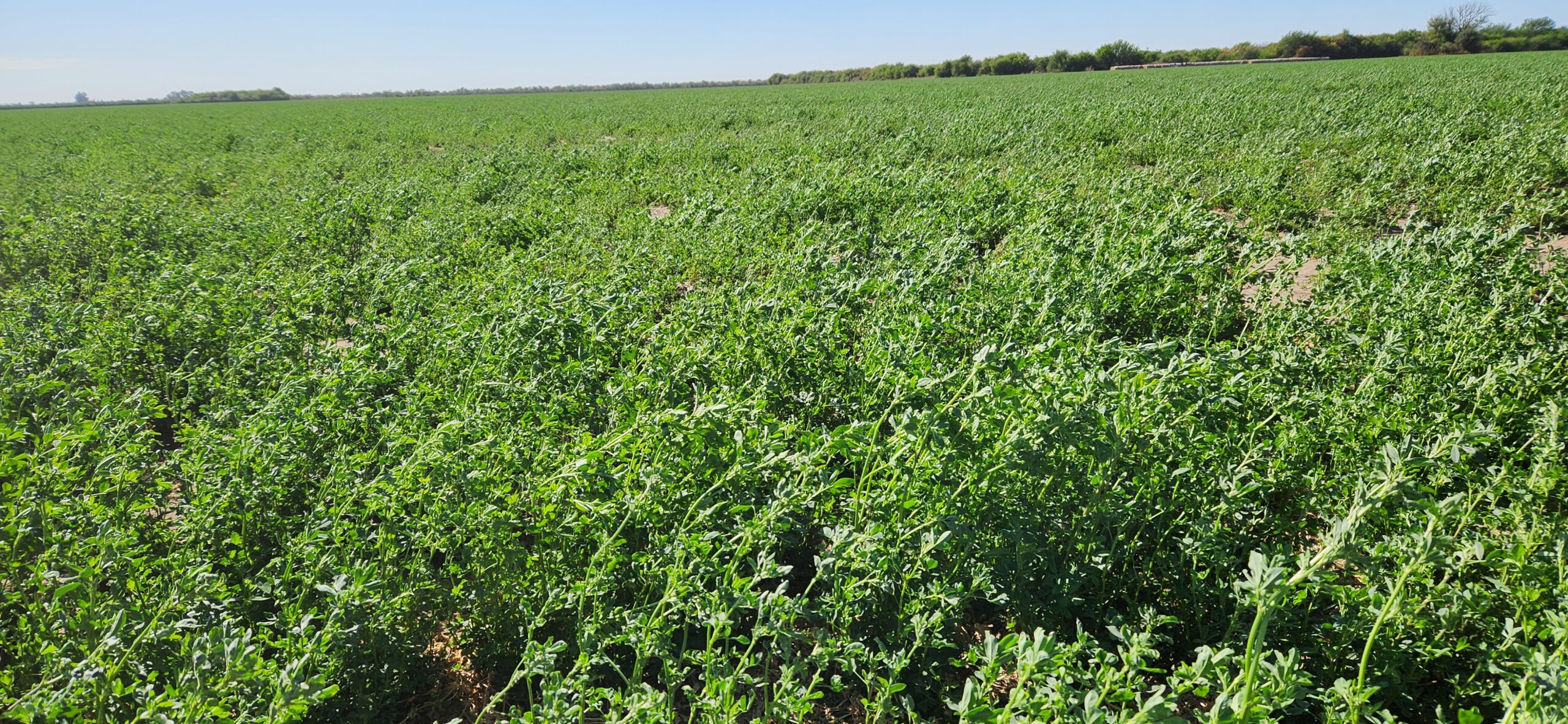 Premian una alfalfa con mayor productividad y tolerancia a la sequía