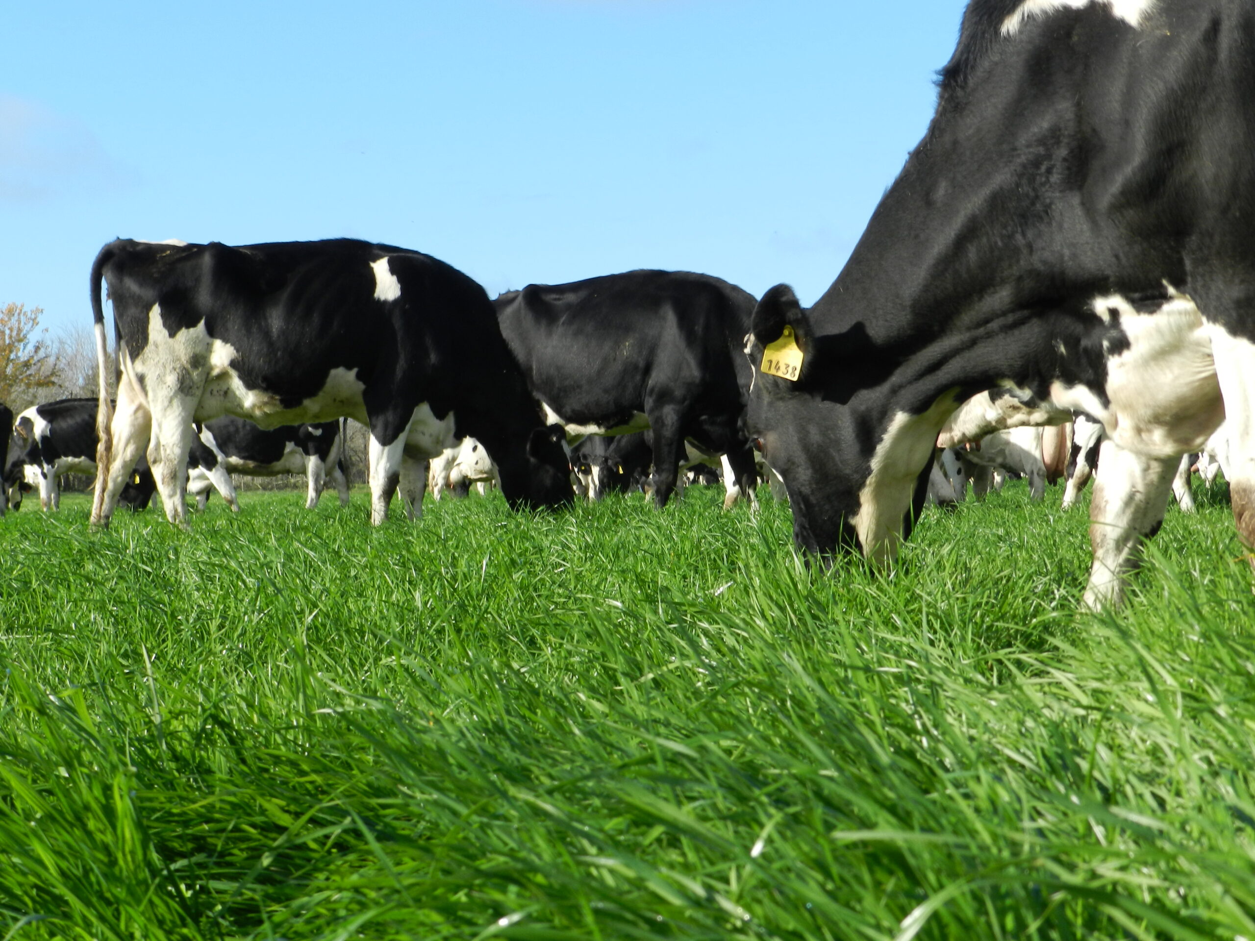 Densificación de suelos y el impacto en la productividad de las pasturas
