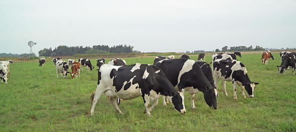 Planificar pasturas para no sufrir sobresaltos
