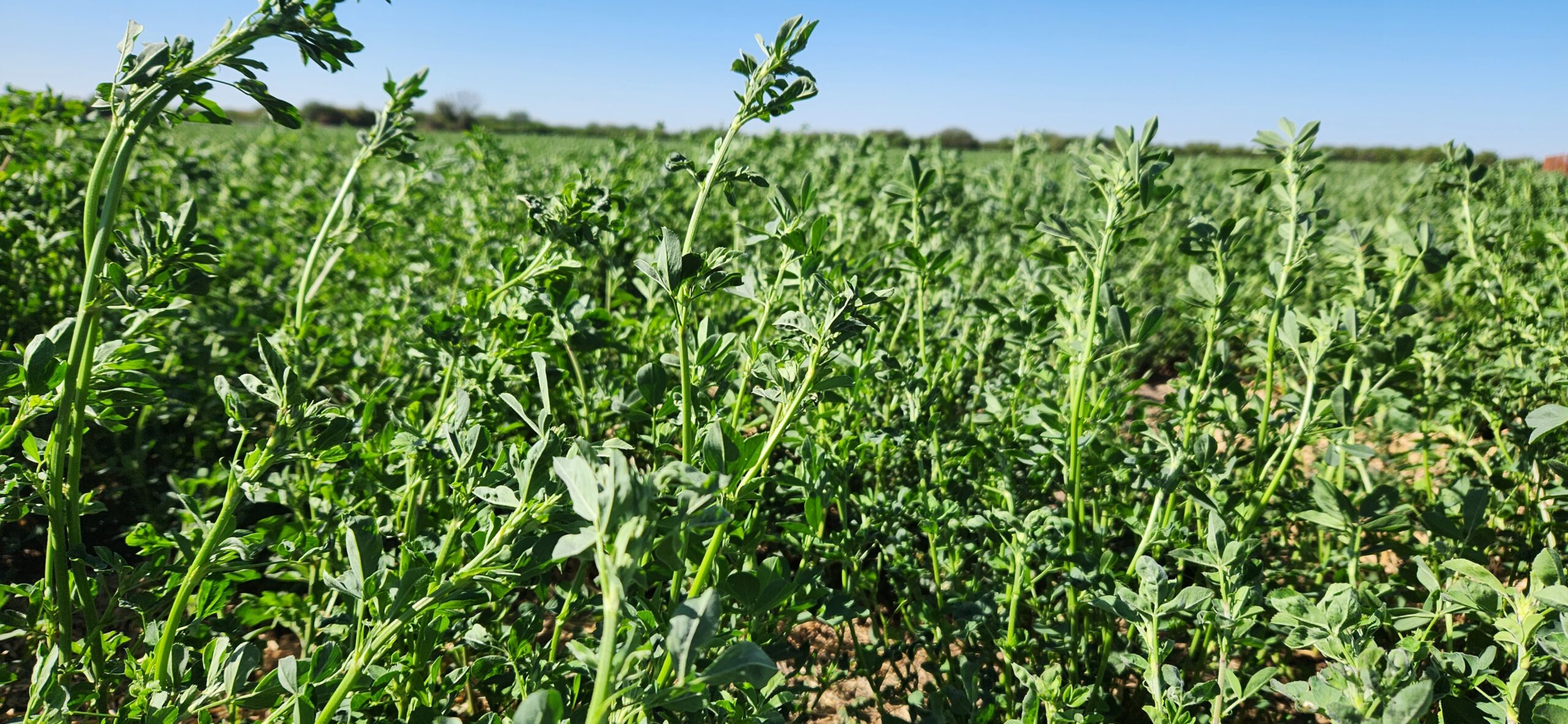 Alfalfa: Podrán adquirir riegos y pagarlo con producción