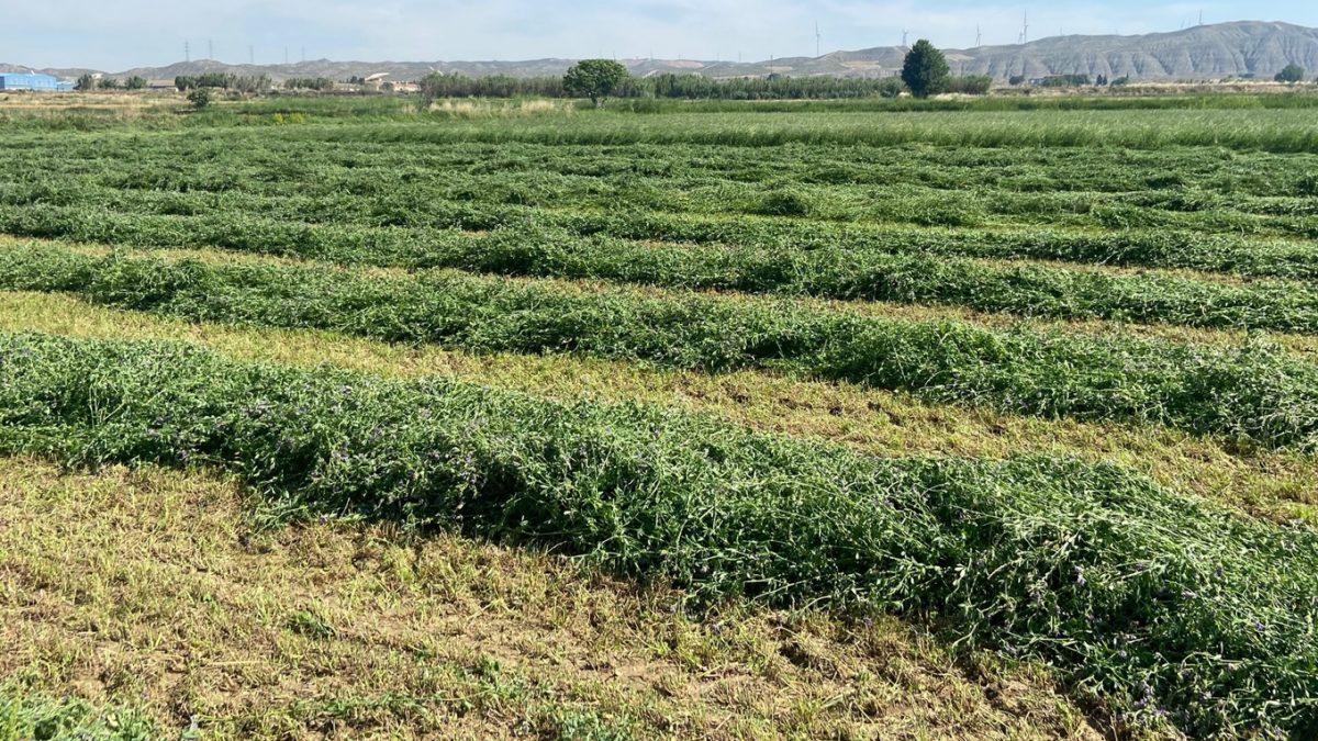 Creció la exportación de alfalfa deshidratada en España